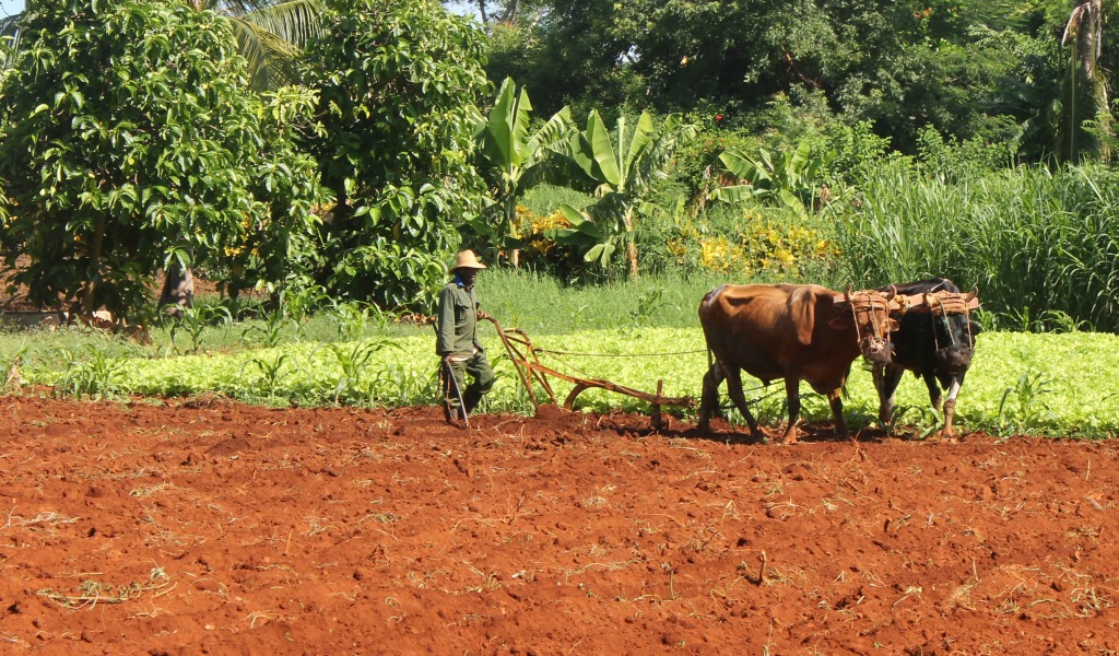 Oxen plowing in Cuba